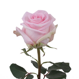 Ecuador Jessica Pink Singapore Fresh Rose Wholesale Wedding Gifts Premium