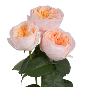 Ecuador David Austin Juliet Garden Peach Singapore Fresh Rose Wholesale Wedding Gifts Premium