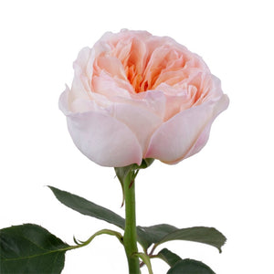 Juliet Garden Rose
