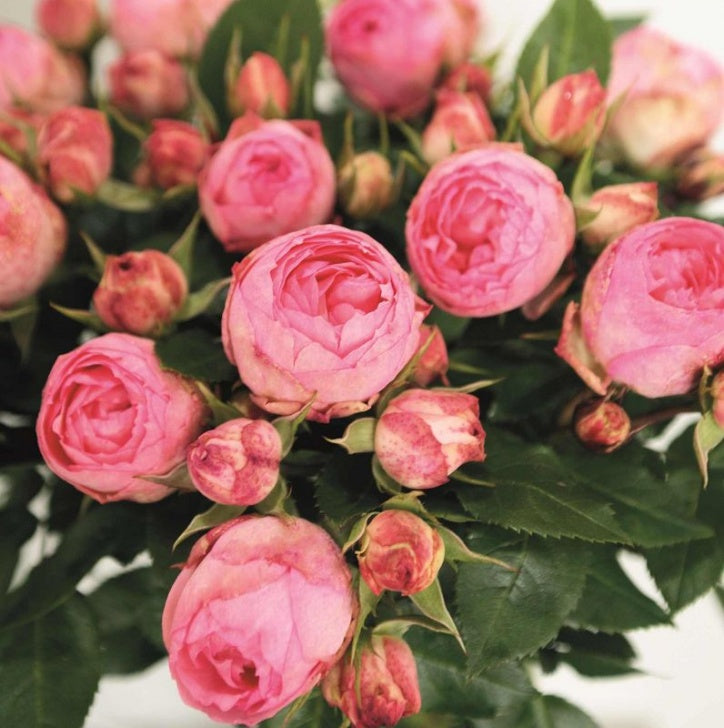 Spray Kenya Lovely Rokoko Pink White Garden Singapore Fresh Rose Wholesale Wedding Gifts Premium 