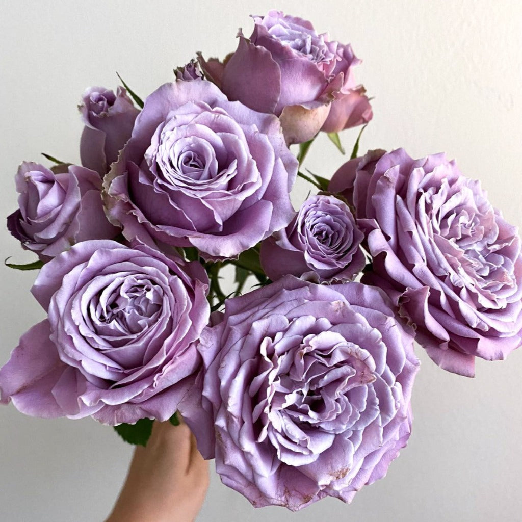 Spray Kenya Princess Kaori Purple Garden Singapore Fresh Rose Wholesale Wedding Gifts Premium