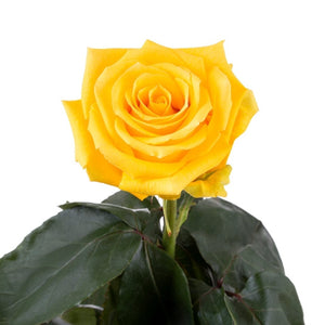 Ecuador Lighthouse Yellow Singapore Fresh Rose Wholesale Wedding Gifts Premium