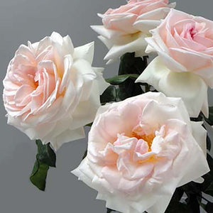 Kenya Prince Jardinier Scented Pink White Garden Singapore Fresh Rose Wholesale Wedding Gifts Premium
