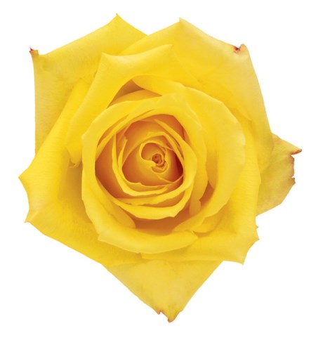 Ecuador Mohana Yellow Singapore Fresh Rose Wholesale Wedding Gifts Premium