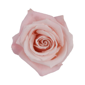 Ecuador Sweet Escimo Pink Singapore Fresh Rose Wholesale Wedding Gifts Premium