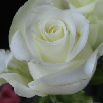 Kenya Novavita White Singapore Fresh Rose Wholesale Wedding Gifts Premium