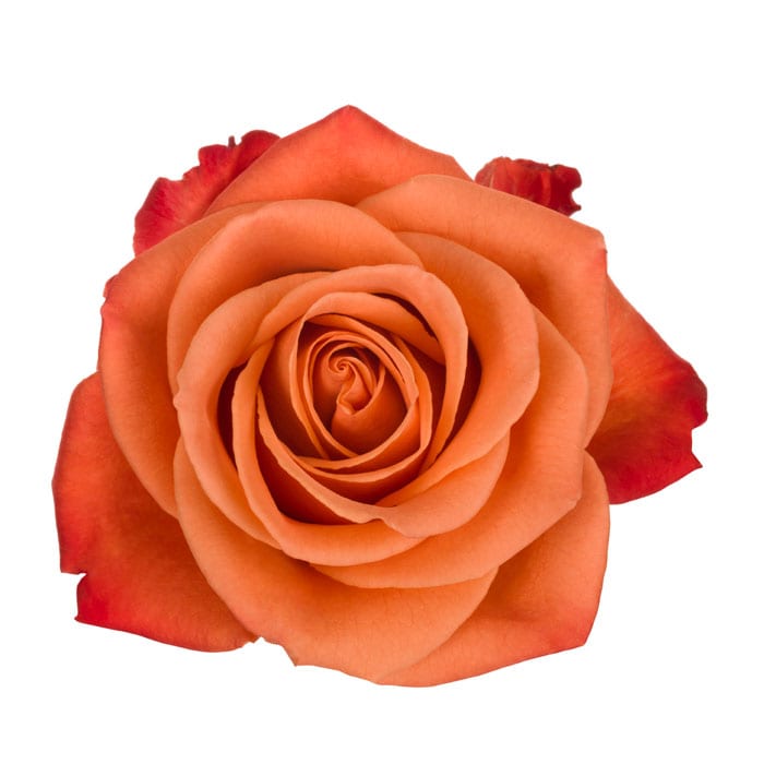 Ecuador Orange Crush Red Singapore Fresh Rose Wholesale Wedding Gifts Premium