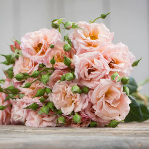 Kenya Scented Whisper Peach Pink Singapore Fresh Rose Wholesale Wedding Gifts Premium