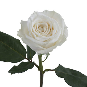 Kenya Playa Blanca White Singapore Fresh Rose Wholesale Wedding Gifts Premium