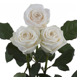 Kenya Playa Blanca White Singapore Fresh Rose Wholesale Wedding Gifts Premium