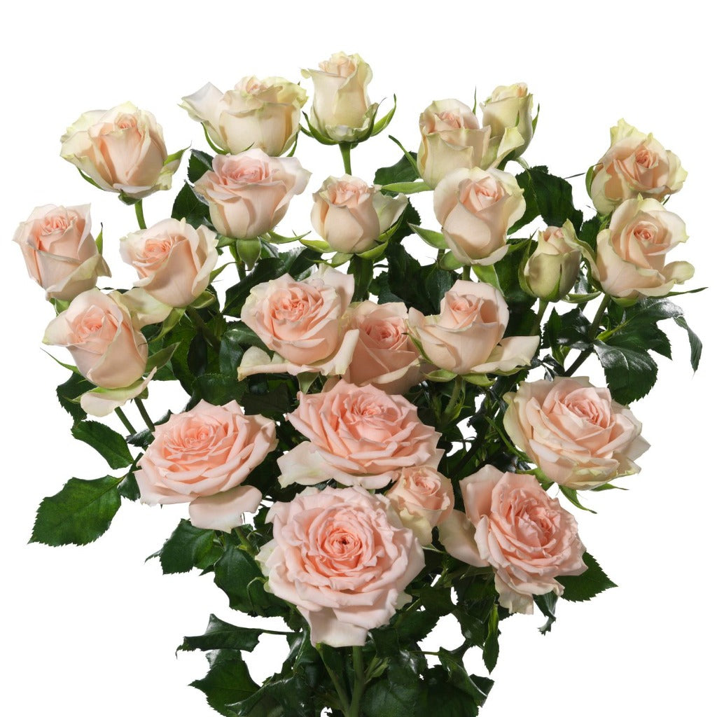 Spray Kenya Prana Peach Singapore Fresh Rose Wholesale Wedding Gifts Premium 