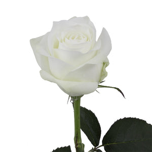 Ecuador Proud White Singapore Fresh Rose Wholesale Wedding Gifts Premium