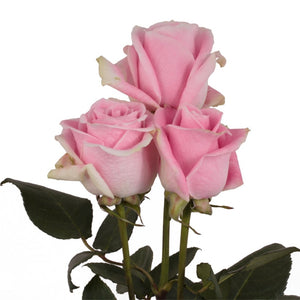 Ecuador Rosita Vendela Pink Cream Singapore Fresh Rose Wholesale Wedding Gifts Premium