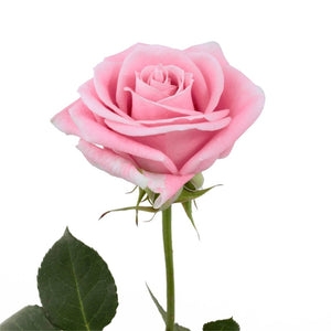 Ecuador Rosita Vendela Pink Cream Singapore Fresh Rose Wholesale Wedding Gifts Premium