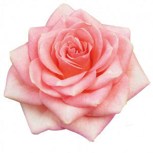Kenya Belle Rose Pink Singapore Fresh Rose Wholesale Wedding Gifts Premium Top