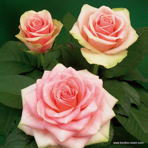 Kenya Belle Rose Pink Singapore Fresh Rose Wholesale Wedding Gifts Premium Side