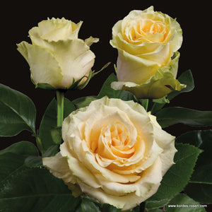 Ecuador Toscana Yellow Cream Singapore Fresh Rose Wholesale Wedding Gifts Premium