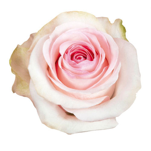 Kenya Senorita White Pink Singapore Fresh Rose Wholesale Wedding Gifts Premium