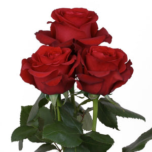 Ecuador Sexy Red Singapore Fresh Rose Wholesale Wedding Gifts Premium