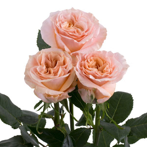 Ecuador Shimmer Peach Garden Singapore Fresh Rose Wholesale Wedding Gifts Premium