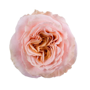 Ecuador Shimmer Peach Garden Singapore Fresh Rose Wholesale Wedding Gifts Premium