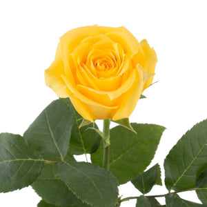 Ecuador Super Sun Yellow Singapore Fresh Rose Wholesale Wedding Gifts Premium