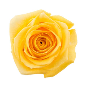 Ecuador Super Sun Yellow Singapore Fresh Rose Wholesale Wedding Gifts Premium