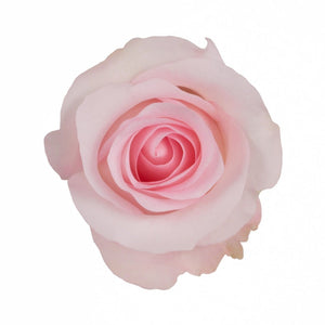 Ecuador Sweet Akito Pink Singapore Fresh Rose Wholesale Wedding Gifts Premium
