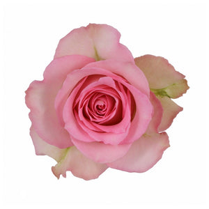 Ecuador Sweet Unique Pink Singapore Fresh Rose Wholesale Wedding Gifts Premium