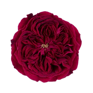 Kenya David Austin Tess Garden Red Singapore Fresh Rose Wholesale Wedding Gifts Premium