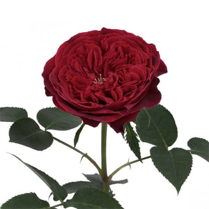 Kenya David Austin Tess Garden Red Singapore Fresh Rose Wholesale Wedding Gifts Premium