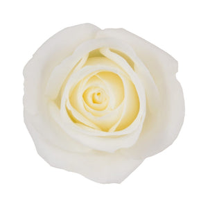 Ecuador Tibet White Singapore Fresh Rose Wholesale Wedding Gifts Premium