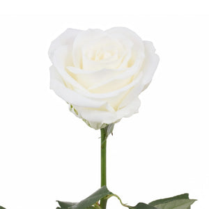 Ecuador Tibet White Singapore Fresh Rose Wholesale Wedding Gifts Premium