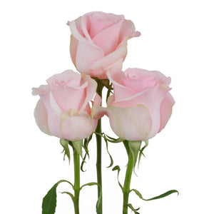 Ecuador Titanic Pink Singapore Fresh Rose Wholesale Wedding Gifts Premium