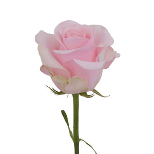 Ecuador Titanic Pink Singapore Fresh Rose Wholesale Wedding Gifts Premium