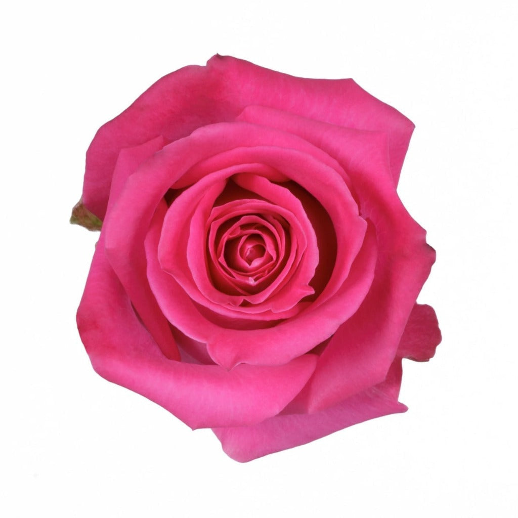 Ecuador Topaz Cerise Singapore Fresh Rose Wholesale Wedding Gifts Premium