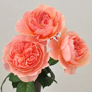 Kenya Wabara Kaolikazali Orange Garden Singapore Fresh Rose Wholesale Wedding Gifts Premium