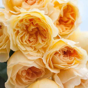 Kenya Wabara Likuhotalu Yellow Garden Singapore Fresh Rose Wholesale Wedding Gifts Premium