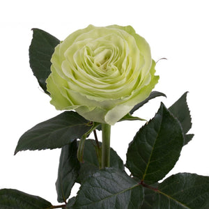 Ecuador Wasabi Green Garden Singapore Fresh Rose Wholesale Wedding Gifts Premium