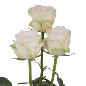Ecuador White O'hara Ohara Peach Scented Garden Singapore Fresh Rose Wholesale Wedding Gifts Premium