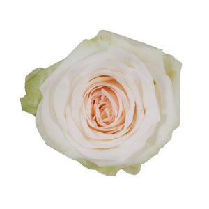 Kenya White O'hara Ohara Peach Scented Garden Singapore Fresh Rose Wholesale Wedding Gifts Premium