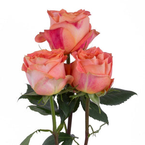 Ecuador Wild Spirit Orange Garden Singapore Fresh Rose Wholesale Wedding Gifts Premium