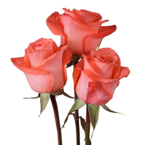Ecuador Wow Orange Singapore Fresh Rose Wholesale Wedding Gifts Premium