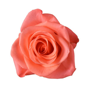 Ecuador Wow Orange Singapore Fresh Rose Wholesale Wedding Gifts Premium